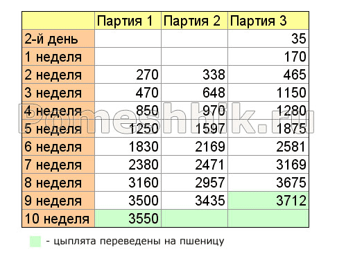 Выращивание бройлеров